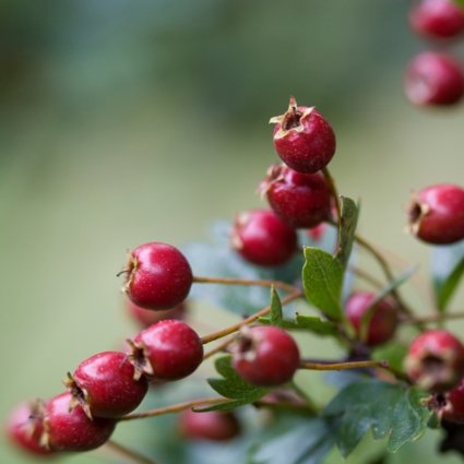 Aubépine