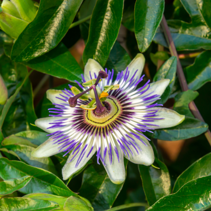 Passiflore