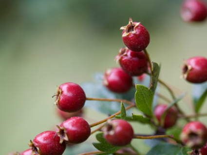 L'aubépine : l'élixir naturel pour la vitalité cardiaque